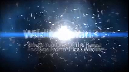 Hippos Canine Teeth Pierced Straight Thru Into Lioness Neck !--By Funny Videos Collection