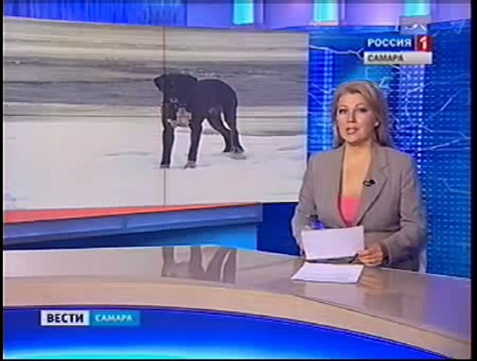 Прохожий спас собаку