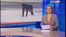 Прохожий спас собаку