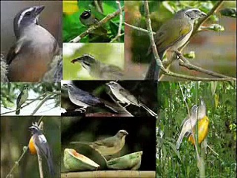 o canto do trinca ferro ou picharro ( saltator similis )