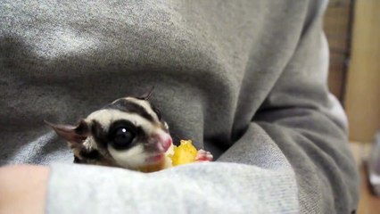 sugar glider / ninja boy eats Sharon Fruit part2