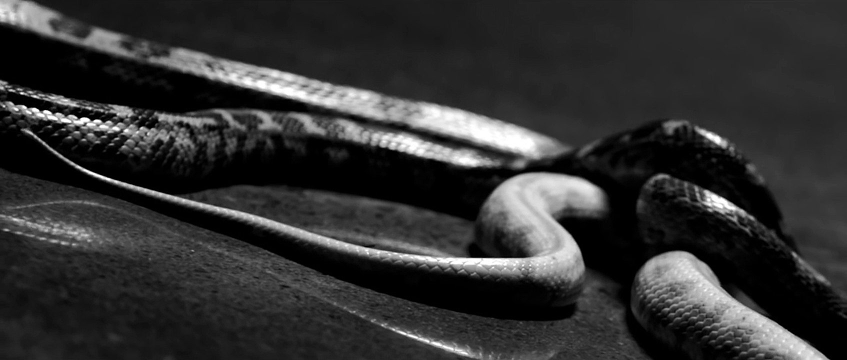 Freddie Gibbs - Pronto Hd