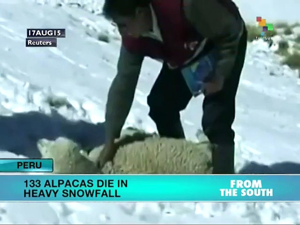 Peru: 133 Alpacas Die in Heavy Snowfall