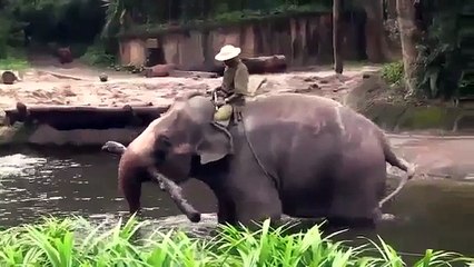 Animal Planet | Discovery Channel | Wild Life Documentary 2015 | National Geographic Wildl