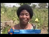 Agriculture: la culture du gombo source de revenus pour les femmes