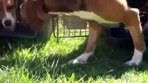 Beagle liberati dalla vivisezione - Commovente!!!