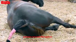 ✔ANIMALS Giving Birth   HORSE Gives Birth to Baby   So Cute!