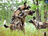 African Wild Dog African Painted Dog Animal Planet Nature Documentary HD