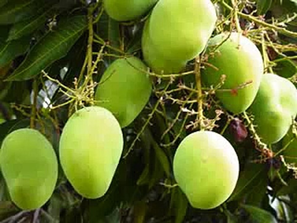 Cuentos y Leyendas de Honduras - Los Mangos 2/2