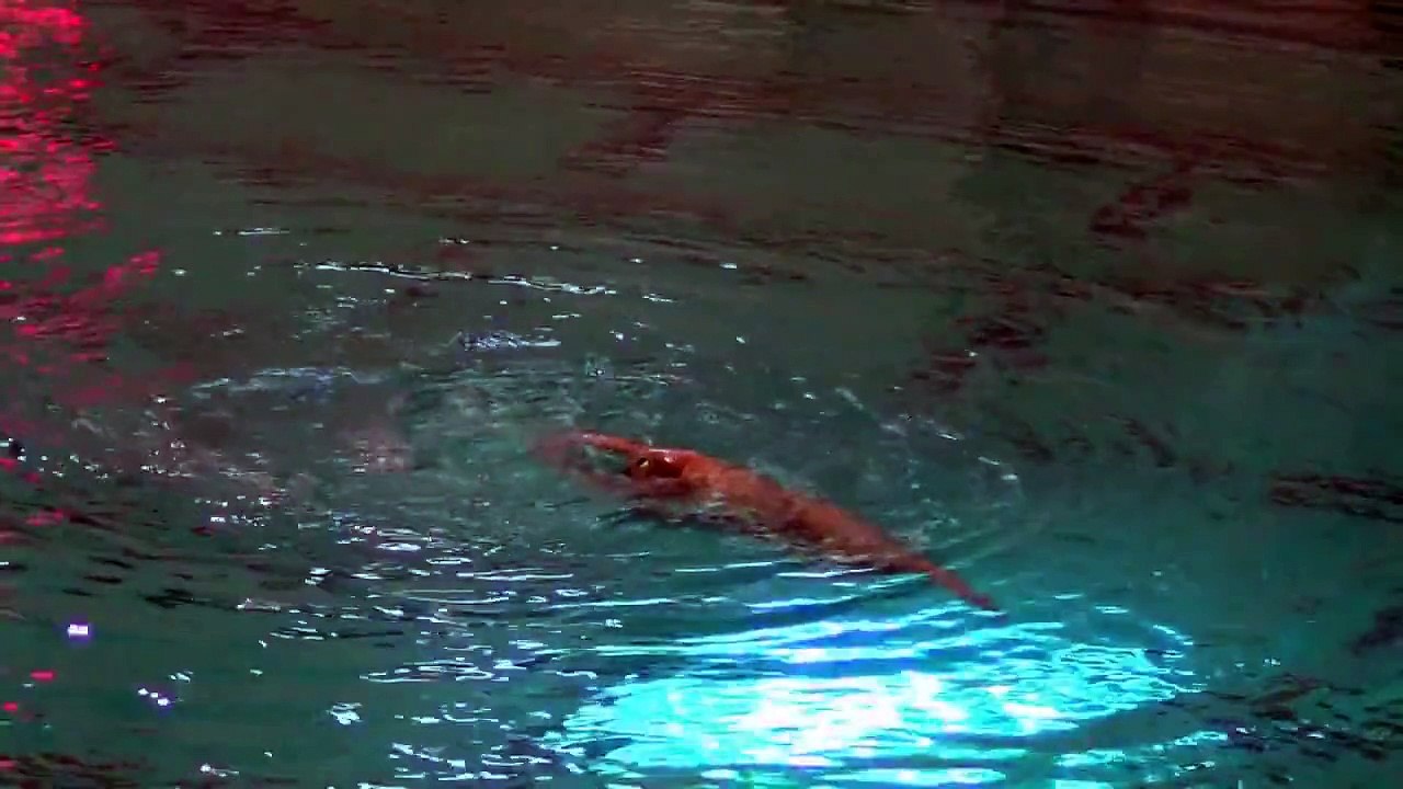 Lindenwood University Synchronized Swimming Highlights (1-26-2013)