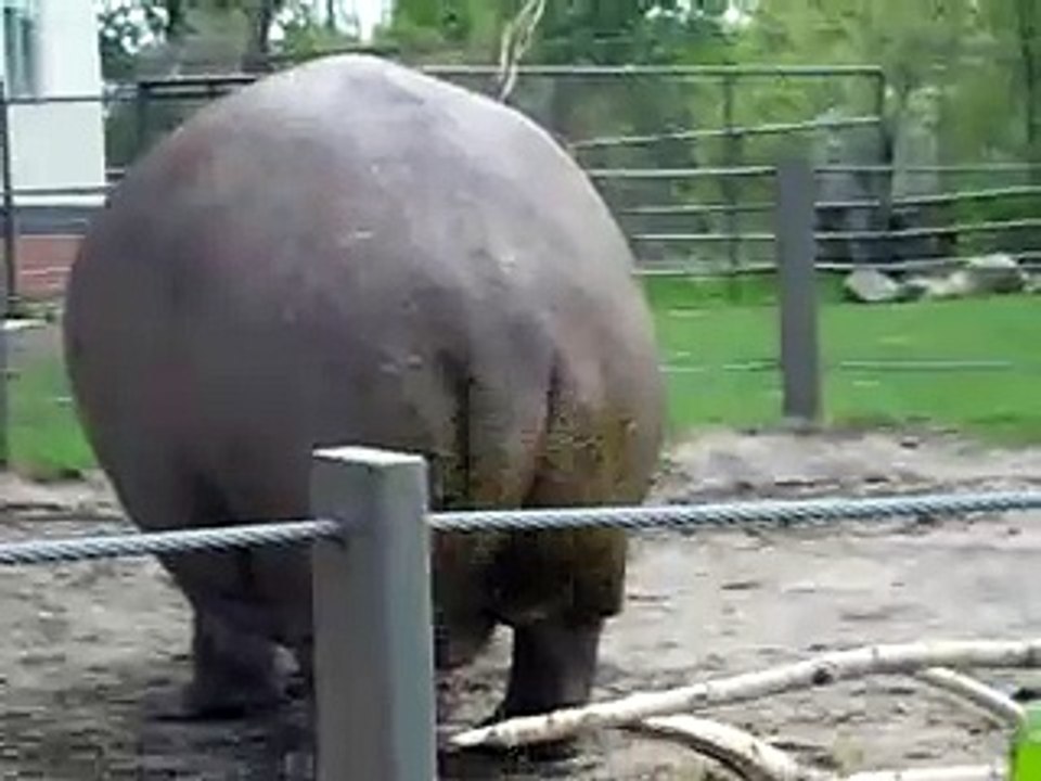 hippo pooing....so funny