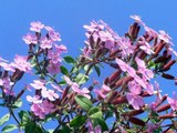 Piante alpine (Alpine flowers)