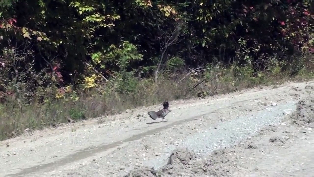 Chasse hunting   carabine a air  PCP . 22