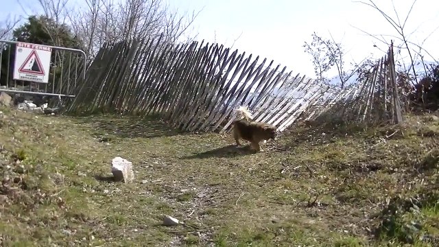 Igloo berger blanc suisse et Jörg berger allemand ancien type (altdeutscher schäferhund)