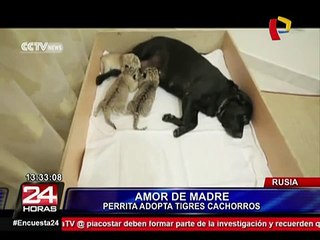 Perra labrador amamanta a tigres que fueron rechazados por su madre