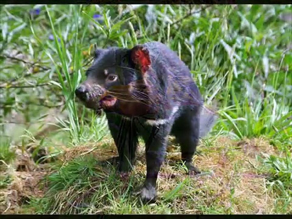 Австралия - учебный фильм по географии.wmv