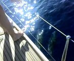 Incontro con i delfini