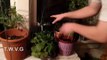 Growing Food Inside - The Wisconsin Vegetable Gardener Extra 23