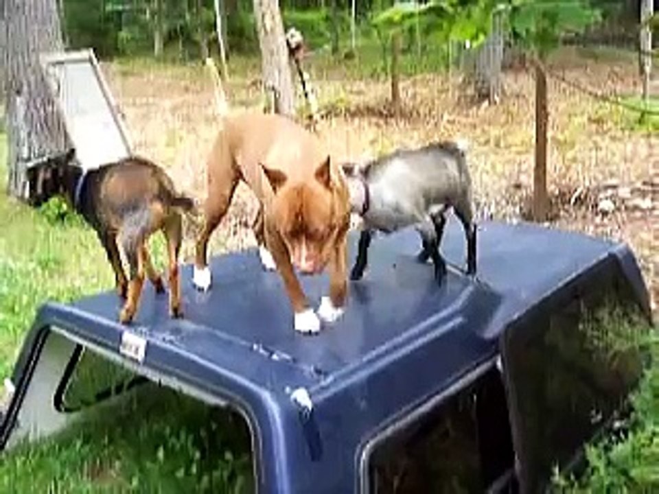 Baby goats and big dog play