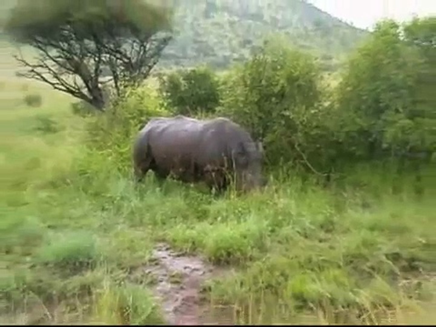 South Africa - Pilanesberg game drive