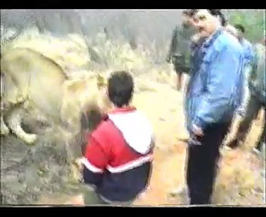 No 3  Shumba Lion Walk