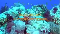 Deep Ocean ~ Coral Reef Adventure Full Documentary