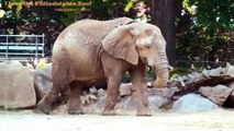 Philadelphia Zoo Last Two Days Before Elephants Were Moved