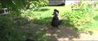 Cat attacks Chickens, Chickens fight back and get revenge, nature at its most brutal...shocking