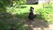Cat attacks Chickens, Chickens fight back and get revenge, nature at its most brutal...shocking