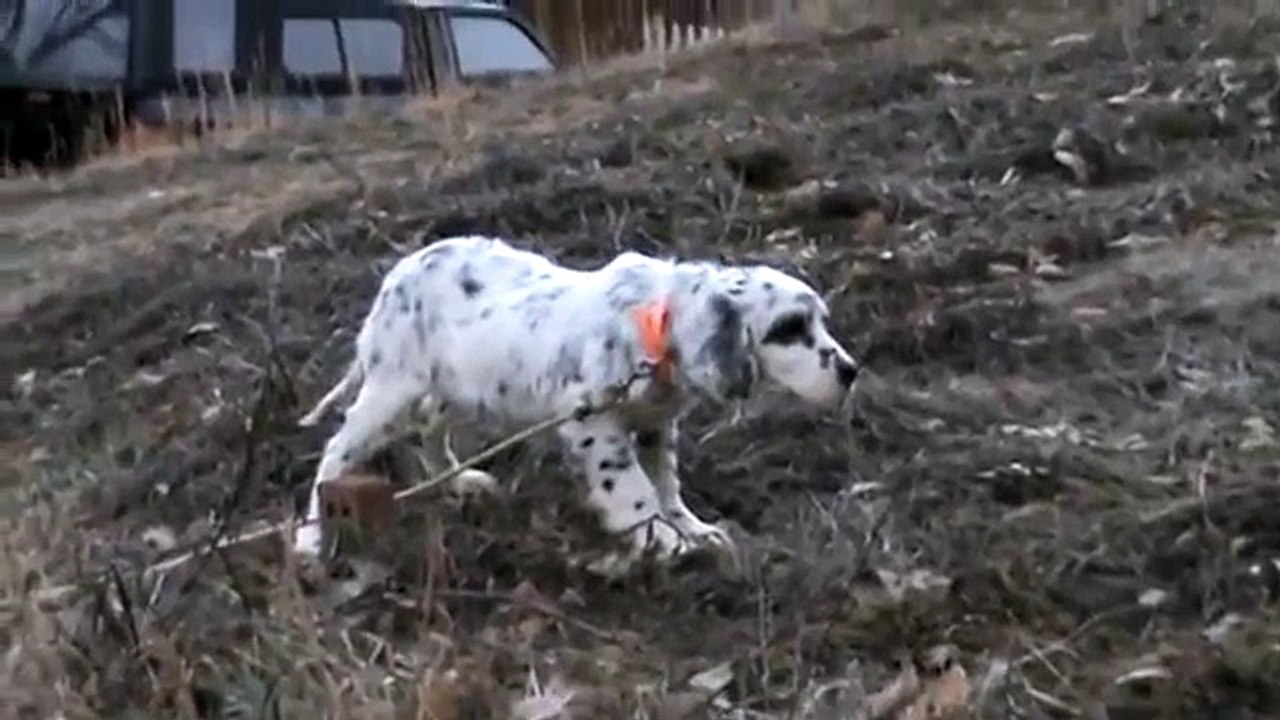 Llewellin Setter pointing Chukar