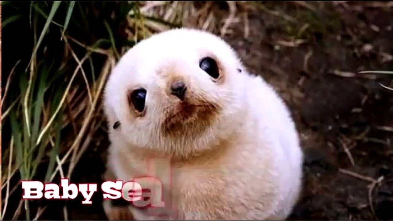 Oricults | Top 10 Cutest Baby Animals