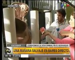 Una mañana con hipopótamos - Telefe Noticias