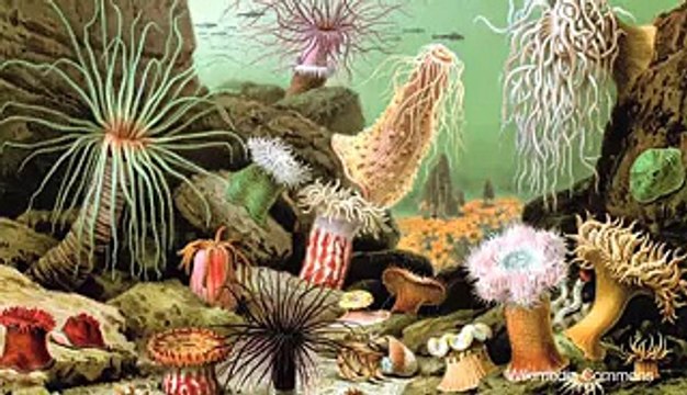 Medical Remedies Found in Sea Creature Toxins - Video Dailymotion