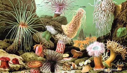Medical Remedies Found in Sea Creature Toxins - Video Dailymotion