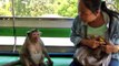 Monkey Jumped Into a Moving Baht Bus | Bang Saen, Thailand
