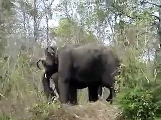Corral Elephants in Heat