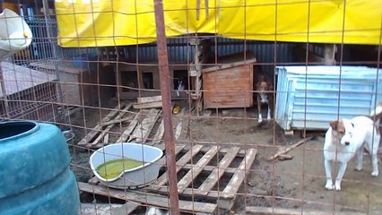 VILLE SHELTER 18.08.2015