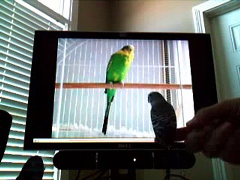 Re: Banco the budgie calling, chirping, screaming