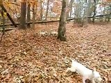 Carolina Dog puppies romp in the woods