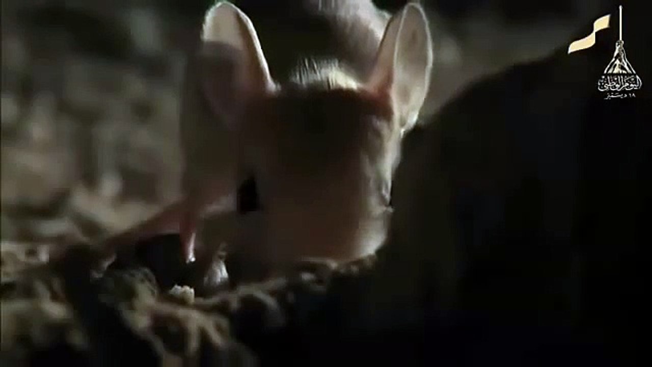 Qatars wild life , The JERBOA