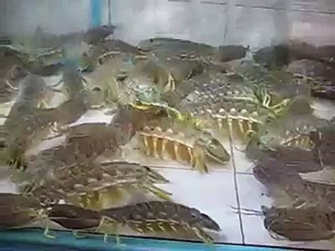 Weird Shrimp, Sea Creature, or Something- - Video Dailymotion