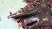 Worlds 10 Most Bizarre Sea Creatures - Video Dailymotion