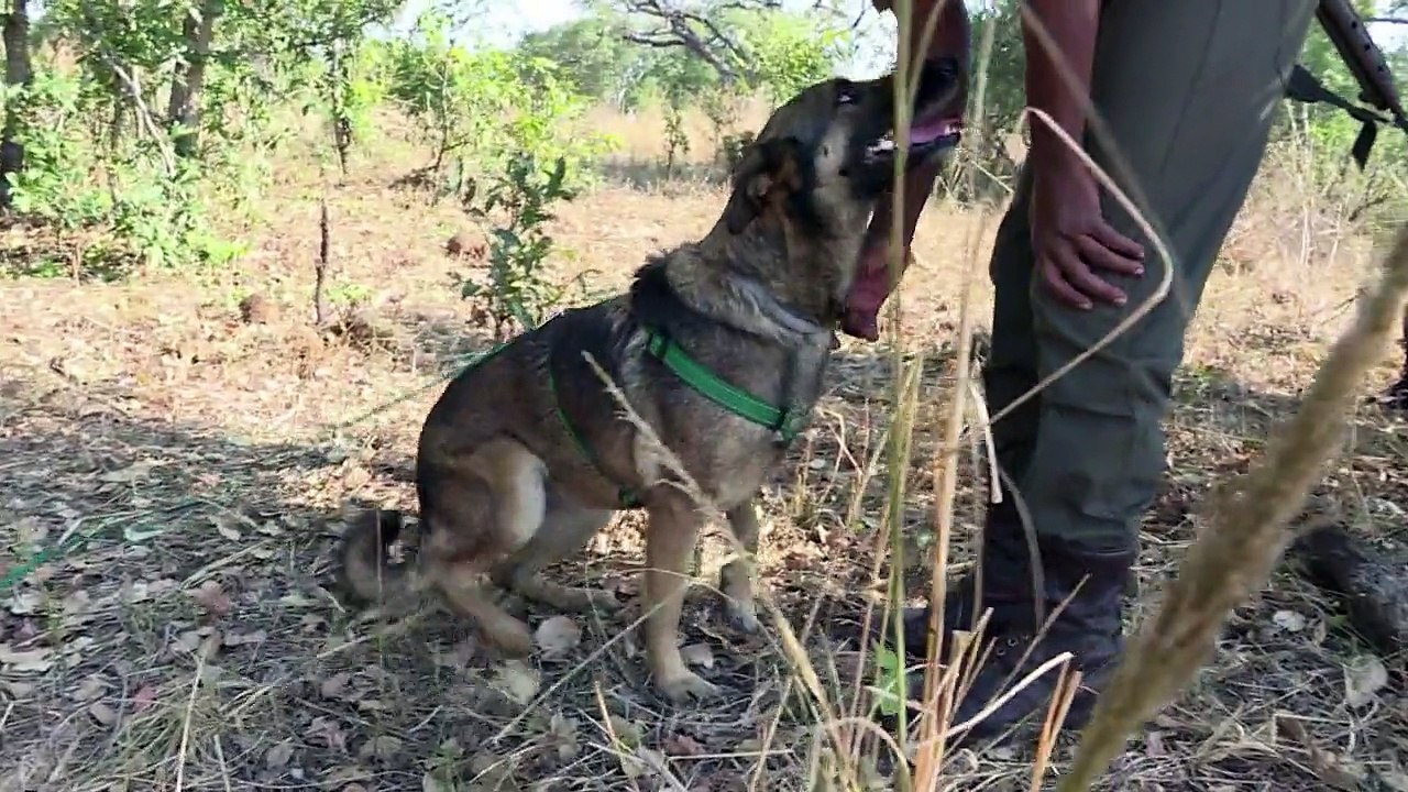 Wildhüter auf vier Pfoten in Südafrika
