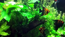 Planted Tank Koi Angelfish & Tetras