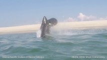 White Shark 0 Seal 1 - Lucky Seal escapes great white Shark with incredible Leap