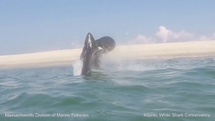 Grand requin blanc 0 - Otarie 1