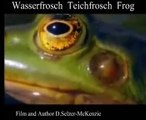 Wasserfrosch Teichfrosch Frosch Frog Tiere Animals Natur SelMcKenzie Selzer-McKenzie