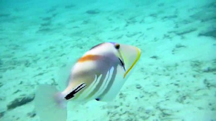 Trigger fish attack in Maldives Soneva Fushi.mov