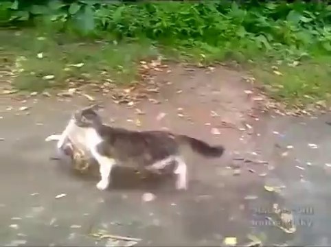 Кот с покупками идет домой