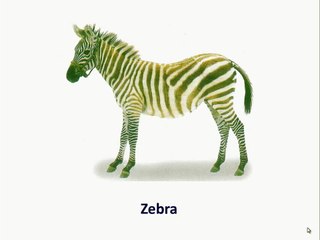 Italiano Per Bambini: Animali - 1